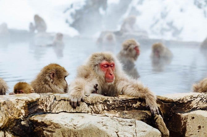 1-Day Winter Tour From Nozawa Onsen: Snow Monkeys, Zenko-ji Temple & Sake - Why this Nagano day trip works