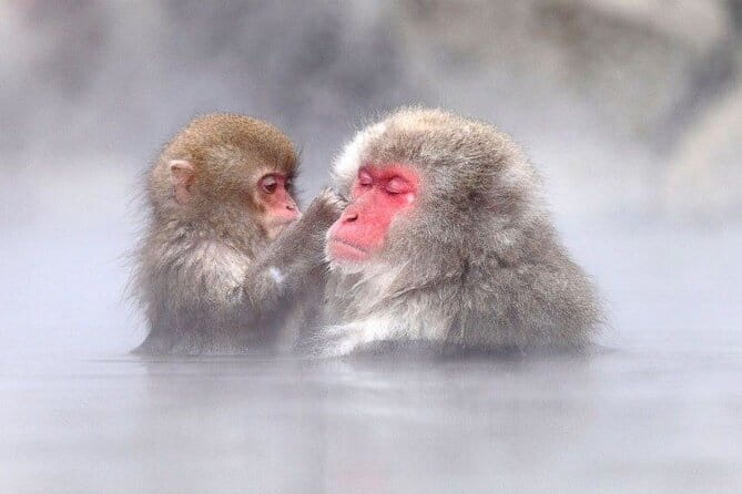 1-Day Winter Tour From Nozawa Onsen: Snow Monkeys, Zenko-ji Temple & Sake - Spending 90 minutes at Zenko-ji Temple