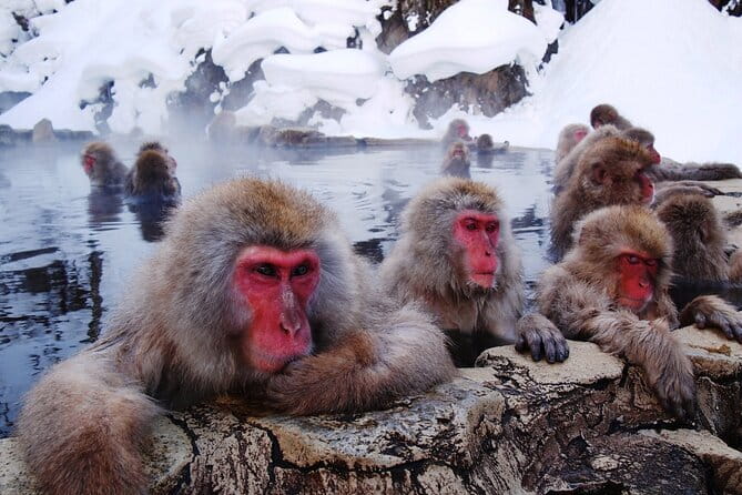 1-Day Winter Tour From Nozawa Onsen: Snow Monkeys, Zenko-ji Temple & Sake - Guides, group size, and the feel of the day