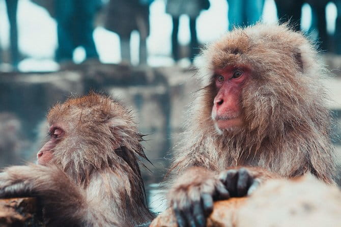1-Day Winter Tour From Nozawa Onsen: Snow Monkeys, Zenko-ji Temple & Sake - Who should book this tour