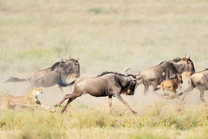 7Day Serengeti Migration (Ndutu), Crater, Hot Springs & City Tour - Five details that shape this safari