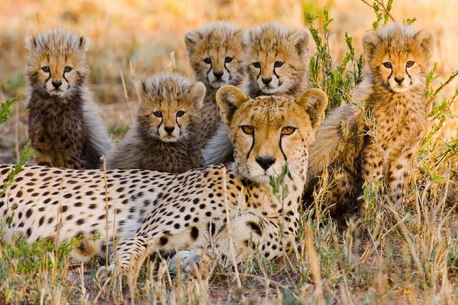 7Day Serengeti Migration (Ndutu), Crater, Hot Springs & City Tour - Ngorongoro Crater brings concentrated wildlife