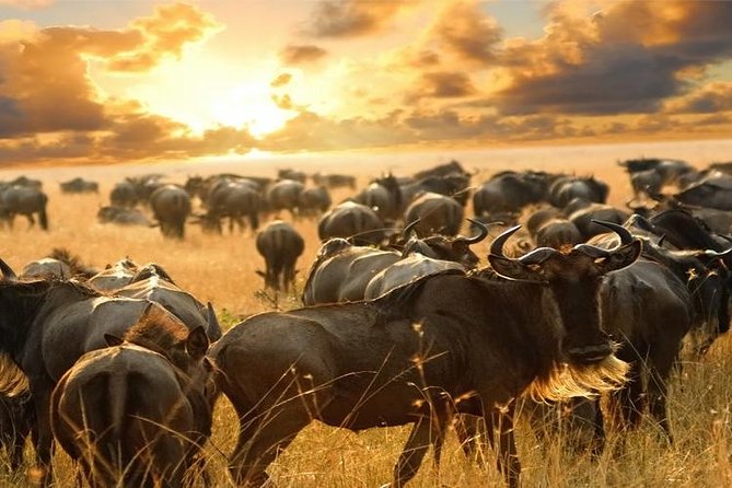 7Day Serengeti Migration (Ndutu), Crater, Hot Springs & City Tour - Arusha adds markets, stones, and food