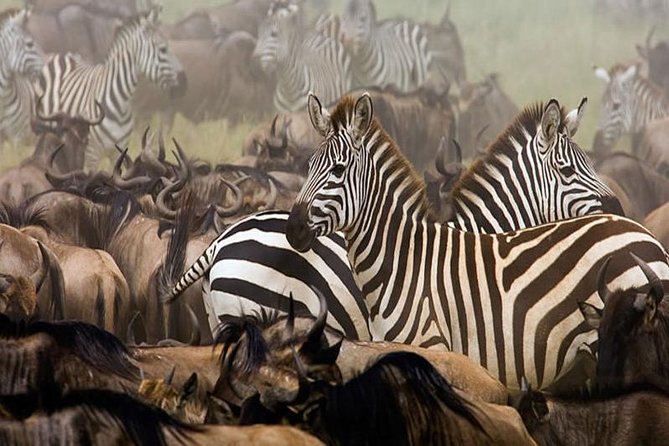 7Day Serengeti Migration (Ndutu), Crater, Hot Springs & City Tour - What the $9,600 price really includes
