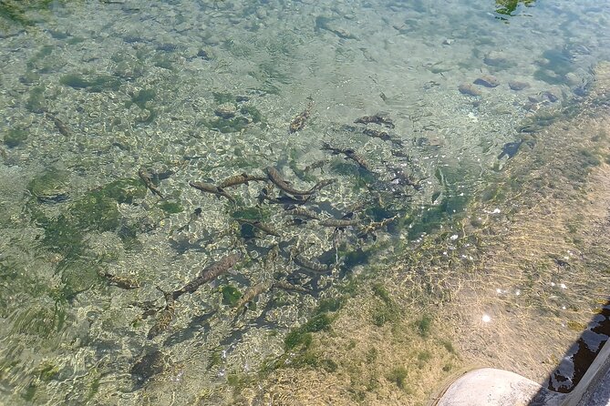 A day tour in Montanejos hot springs. - Who will enjoy this tour most?