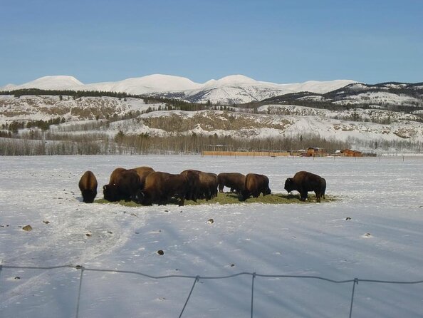 Arctic Day: Yukon Wildlife & Hot Springs Tour | half day - Quick take: what matters most