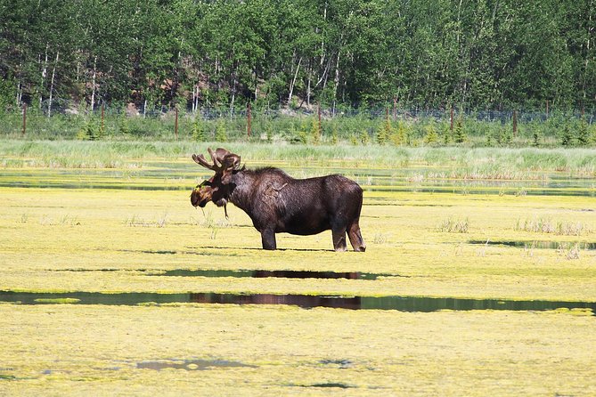 Arctic Day: Yukon Wildlife & Hot Springs Tour | half day - How the five-hour Yukon outing works