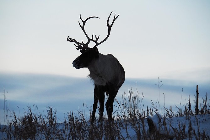 Arctic Day: Yukon Wildlife & Hot Springs Tour | half day - Is $195.91 a fair price?