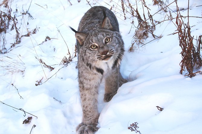 Arctic Day: Yukon Wildlife & Hot Springs Tour | half day - What to pack and how to prepare