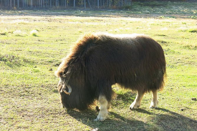 Arctic Day: Yukon Wildlife & Hot Springs Tour | half day - Yukon Wildlife Preserve: a thoughtful animal visit