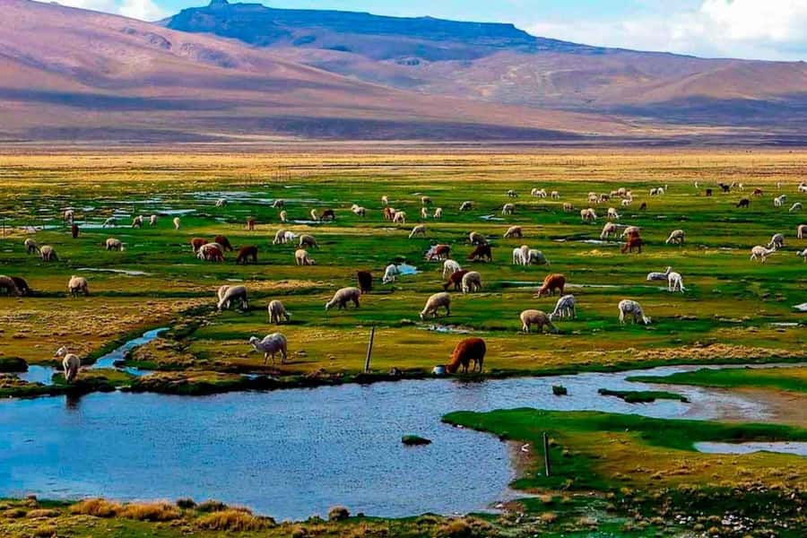Arequipa: 1-Day Colca Canyon + Thermal Baths Tour - Key points to know before booking