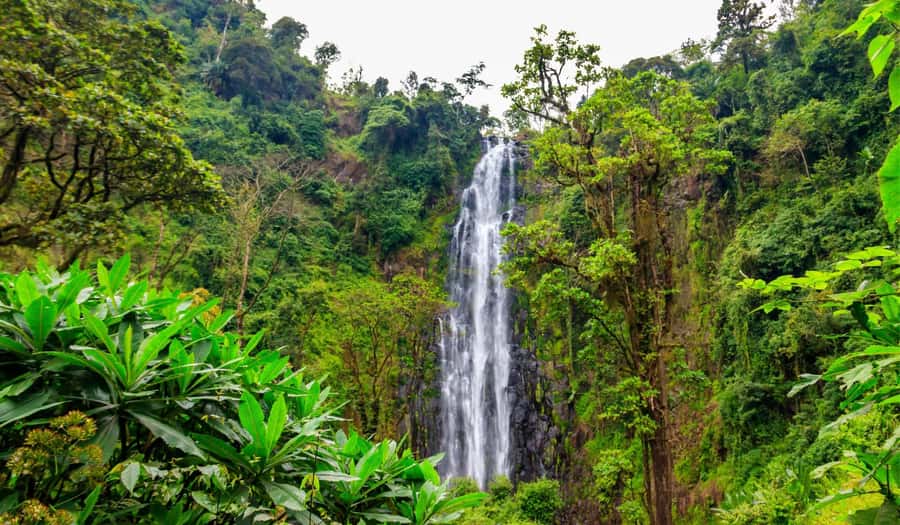 Arusha: Materuni Waterfalls, Hot Springs and/or Coffee Tour - The coffee lesson after the hike