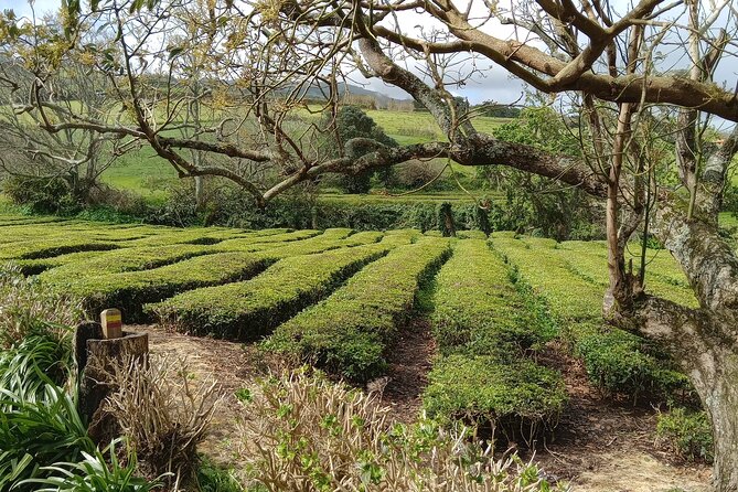 Azores: 1 Day Private Tour Furnas Volcanic Activity & Hot Springs - Furnas Caldeiras and 22 types of water