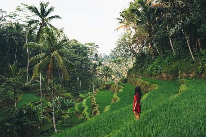 Bali day trip : Batur Sunrise Hike and Hot Spring All inclusive - Summit breakfast with volcanic steam