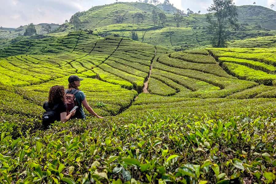 Bandung: White Crater, Scenic Tea Plantations & Hot Spring - Tea plantations and a short walk above the fields