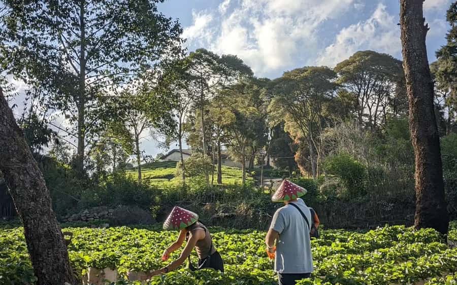 Bandung: White Crater, Scenic Tea Plantations & Hot Spring - The suspension bridge and forest activities