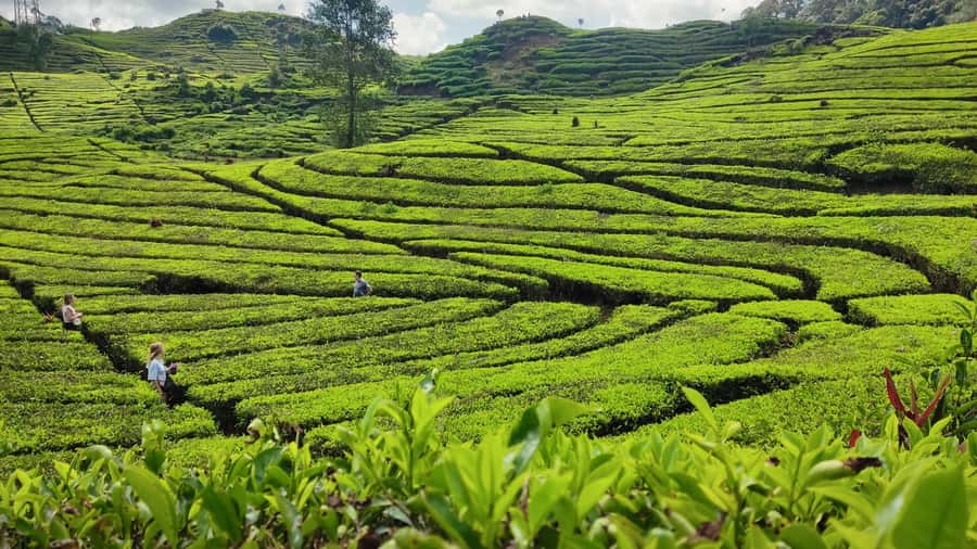 Bandung: White Crater, Scenic Tea Plantations & Hot Spring - Food, coffee, and the small extras
