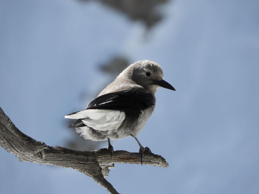 Birding Hike and Hot Spring Soak from Denver - Birds and Animals Along the Trail