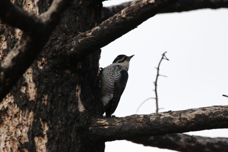 Birding Hike and Hot Spring Soak from Denver - The Drive to Historic Idaho Springs