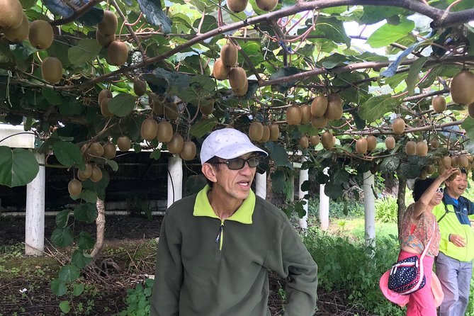 Boutique tour , Mt Maunganui, NZ farm, Rotorua lakes/geothermal - Te Puke turns kiwi farming into a real stop