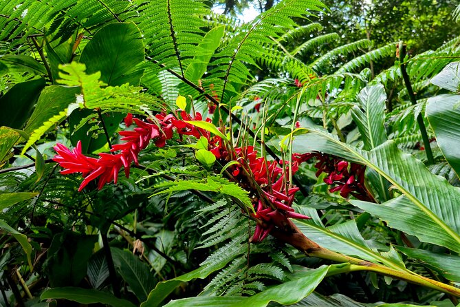 Dominica Adventure Hiking, Swimming, and Hot Springs Tour - Freshwater Lake offers a quiet mountain break