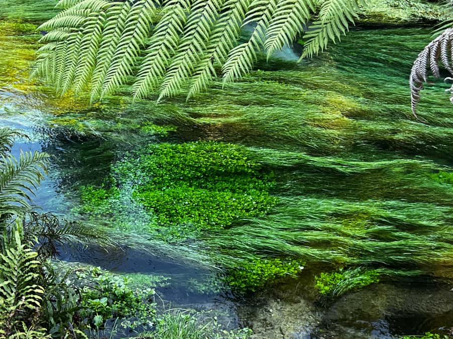 Ex Auckland: TE PUIA Geothermal, Redwood & Blue Springs - A long day from Auckland to Rotorua