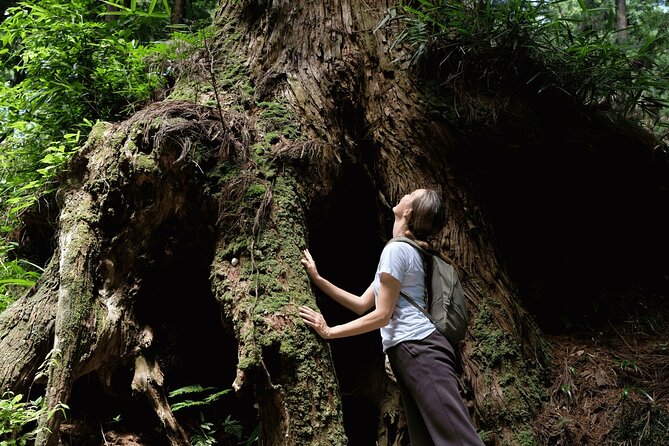 Forest Bathing in Temple and Enjoy onsen with healing power - Why this Odawara outing feels different