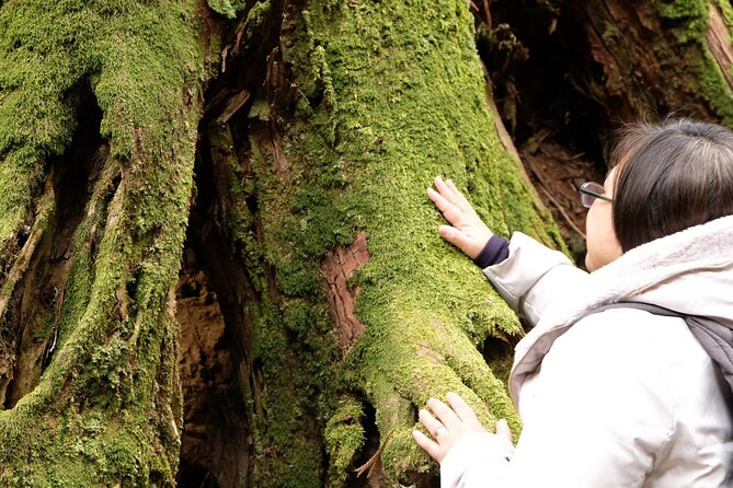 Forest Bathing in Temple and Enjoy onsen with healing power - Lunch at a forest tea house