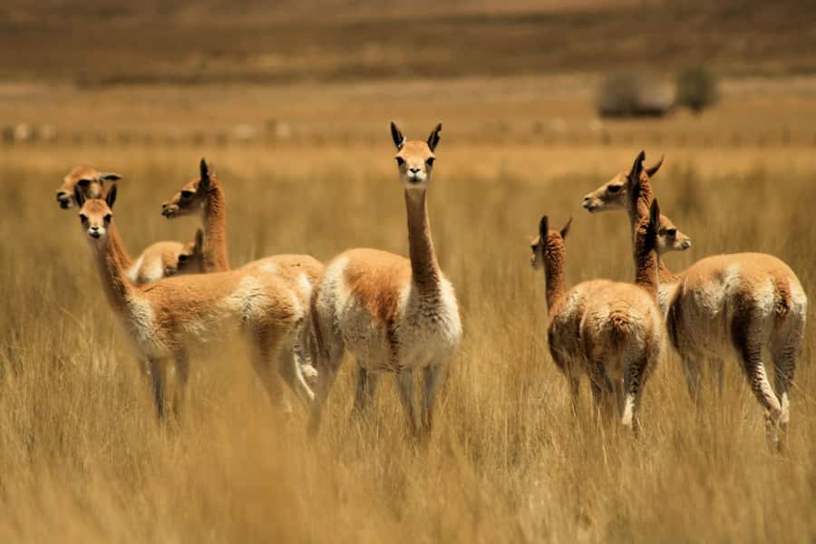 From Arequipa: Colca Valley & Thermal Baths Small-Group Trip - Why this Colca Valley trip works for a short stay