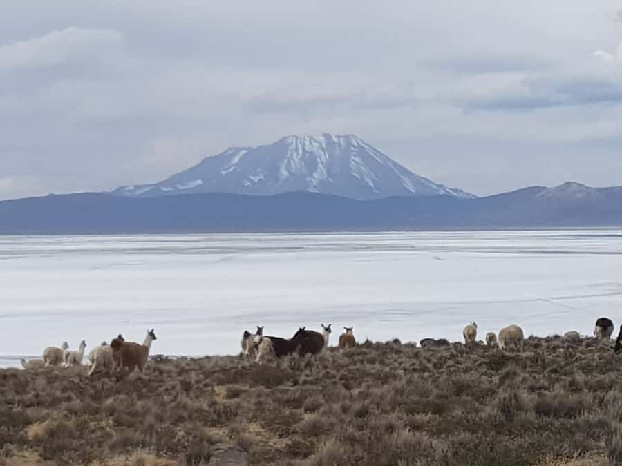 From Arequipa: Salinas Lagoon Full-Day Trip with Hot Springs - Why this 12-hour outing is worth considering