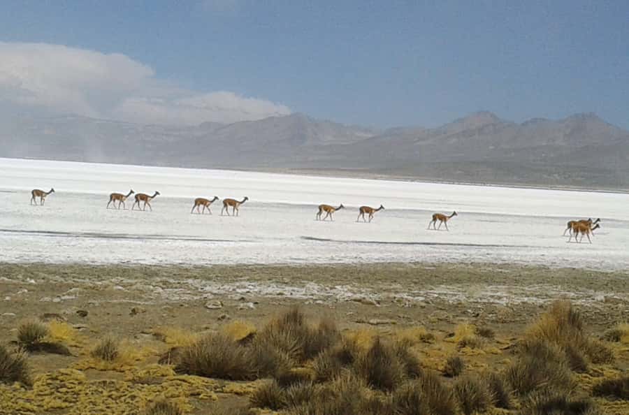 From Arequipa: Salinas Lagoon Full-Day Trip with Hot Springs - Alto Simbral at 4,200 meters