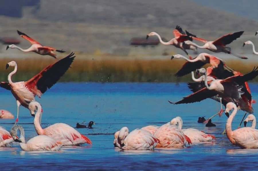 From Arequipa: Salinas Lagoon Full-Day Trip with Hot Springs - Guide quality and the human side of the trip