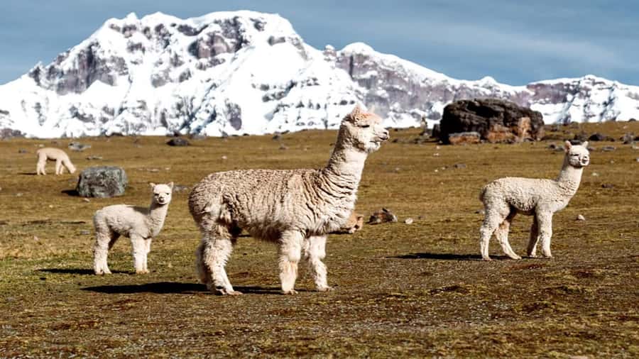 From Cusco: 7 Lagoons of Ausangate Trek with Hot Springs - Key points at a glance