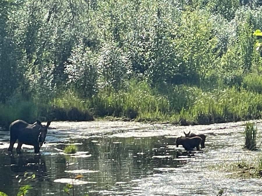 From Fairbanks: Chena Hot Springs Day Tour - Who will enjoy this excursion most