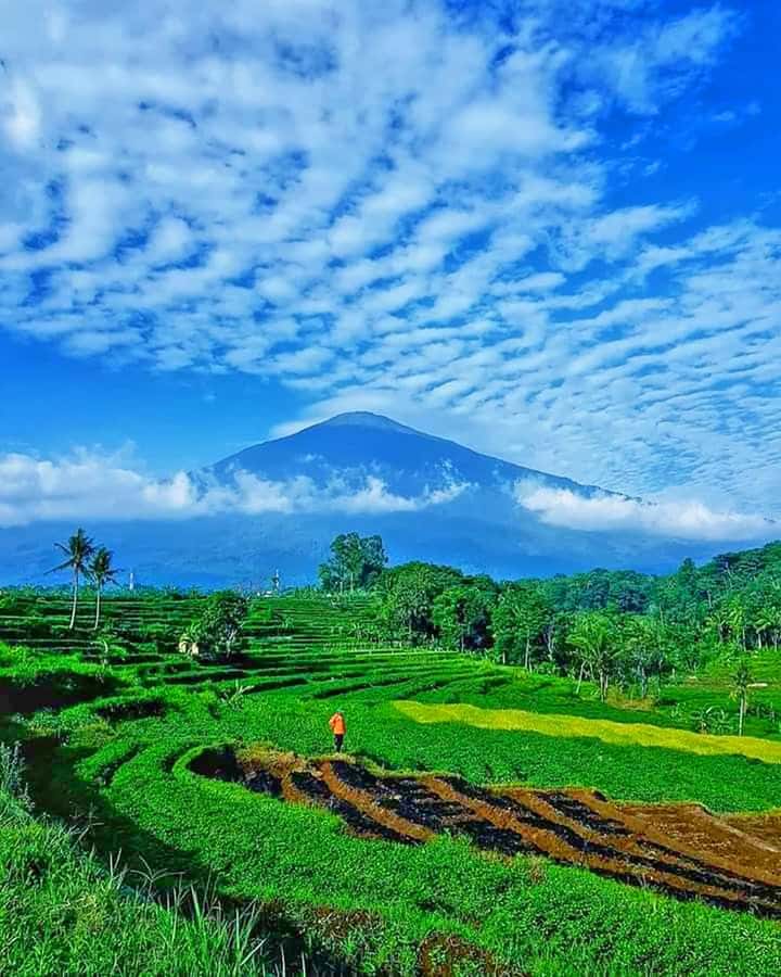 From Jakarta : Volcano, Tea & Rice Fields, Hot Spring - Sweet pineapple and tropical fruit near Subang