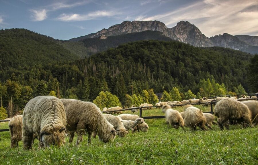 From Krakow: Zakopane & Hot Thermal Springs Private Tour - Chochołów: twenty minutes among wooden houses