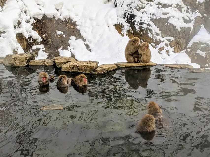 From Nozawa Onsen: Snow Monkeys and Zenko-ji Day Trip & Sake - Key points to know before booking