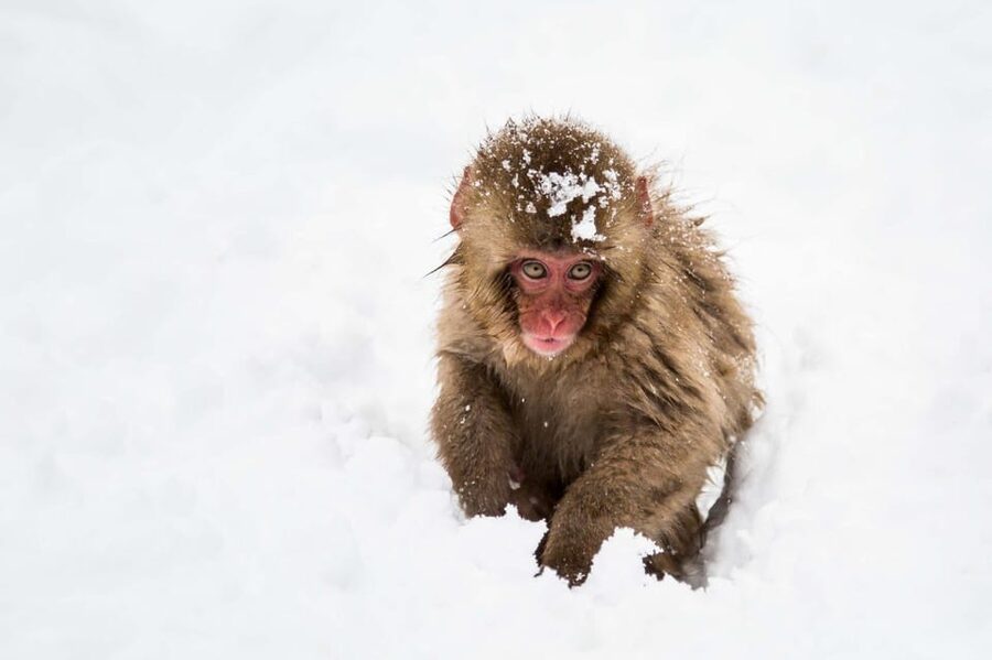 From Nozawa Onsen: Snow Monkeys and Zenko-ji Day Trip & Sake - Why this Nozawa Onsen day trip works