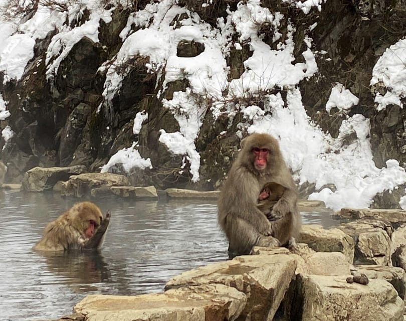 From Nozawa Onsen: Snow Monkeys and Zenko-ji Day Trip & Sake - Reaching Zenko-ji after the monkeys