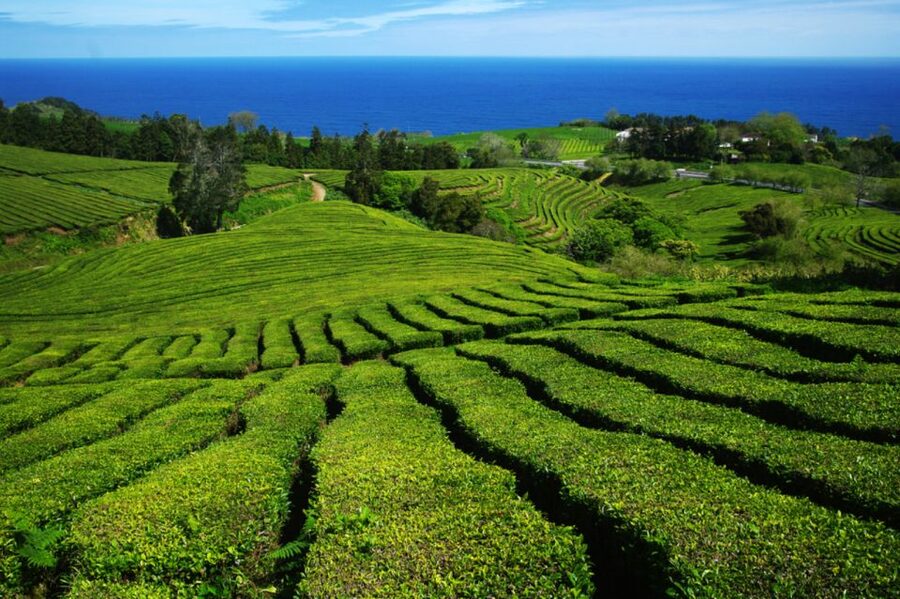 From Ponta Delgada: Lagoa do Fogo & Hot Springs Day Trip - Viewpoints from Santa Iria to the sea