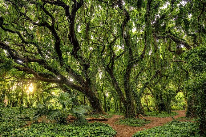 Fun! Open-Air Banyan Tree Forest & Blowhole Sight-Seeing MauiTour - Honolua Bay in about five minutes
