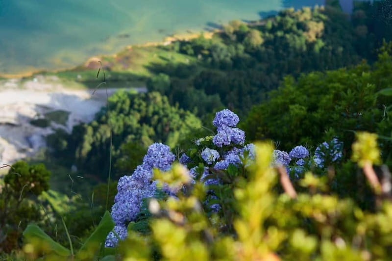 Furnas: Hot Springs, Crater Lake & Geothermal Wonders - Gorreana shows São Miguel’s tea tradition