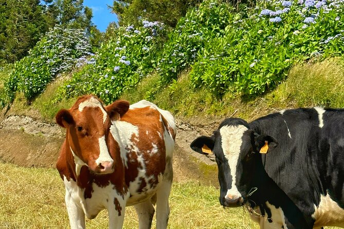 Furnas - Thermal Pools - Private Jeep Tour with Local Guide - A 9:00 a.m. pickup keeps the day moving