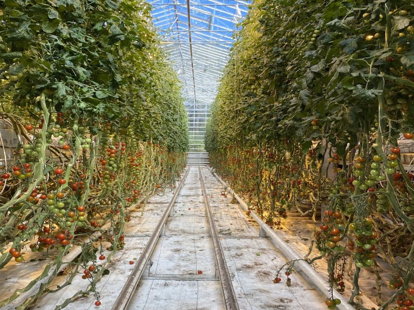 Golden circle, hot spring bakery, tomato farm private tour - The hot spring bakery and bread cooked underground