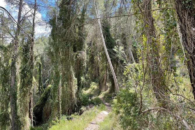 Hiking in Montanejos and swim in Thermal Springs - OFFICIAL GUIDE - The second ascent and pine forest return