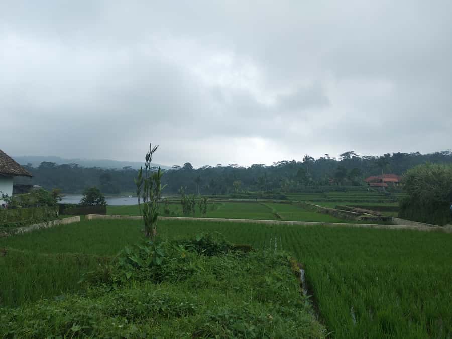 Jakarta: Volcano, Hot Spring, Tea, Rice Fields, &Coffee tour - Kebun Teh Ciater and the Making of Black Tea