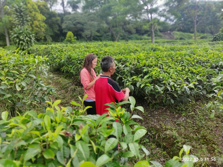 Jakarta: Volcano, Hot Spring, Tea, Rice Fields, &Coffee tour - Who Should Book This Experience?