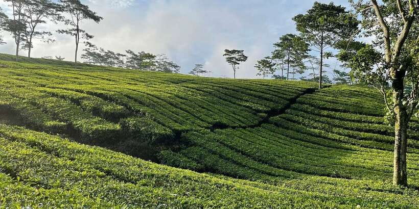Jakarta: Volcano, Tea/Rice Fields, Hot Spring, Local Food - Is $114 good value?