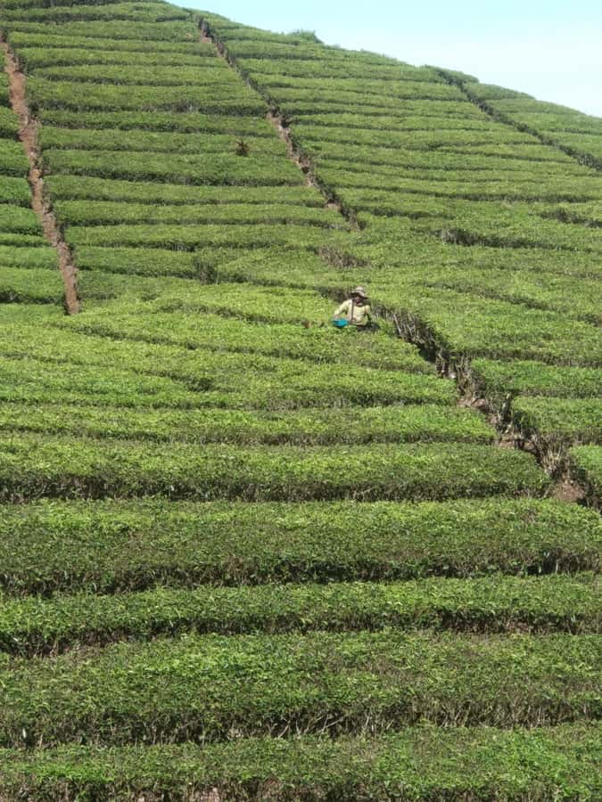 Jakarta: Waterfalls, Volcano, White Crater, Tea, Hot Spring - What the $75 price covers
