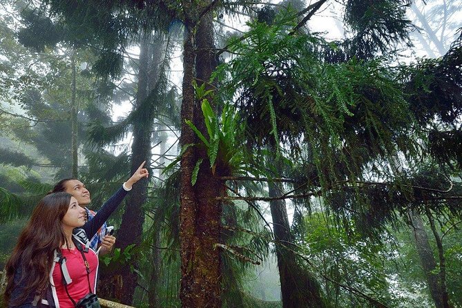 Kinabalu Park Tour with Desa Dairy Farm & Poring Hot Springs - Poring Hot Springs for a slower half hour